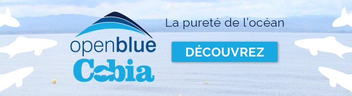 Open Blue Cobia - Découvrez la pureté de l'océan