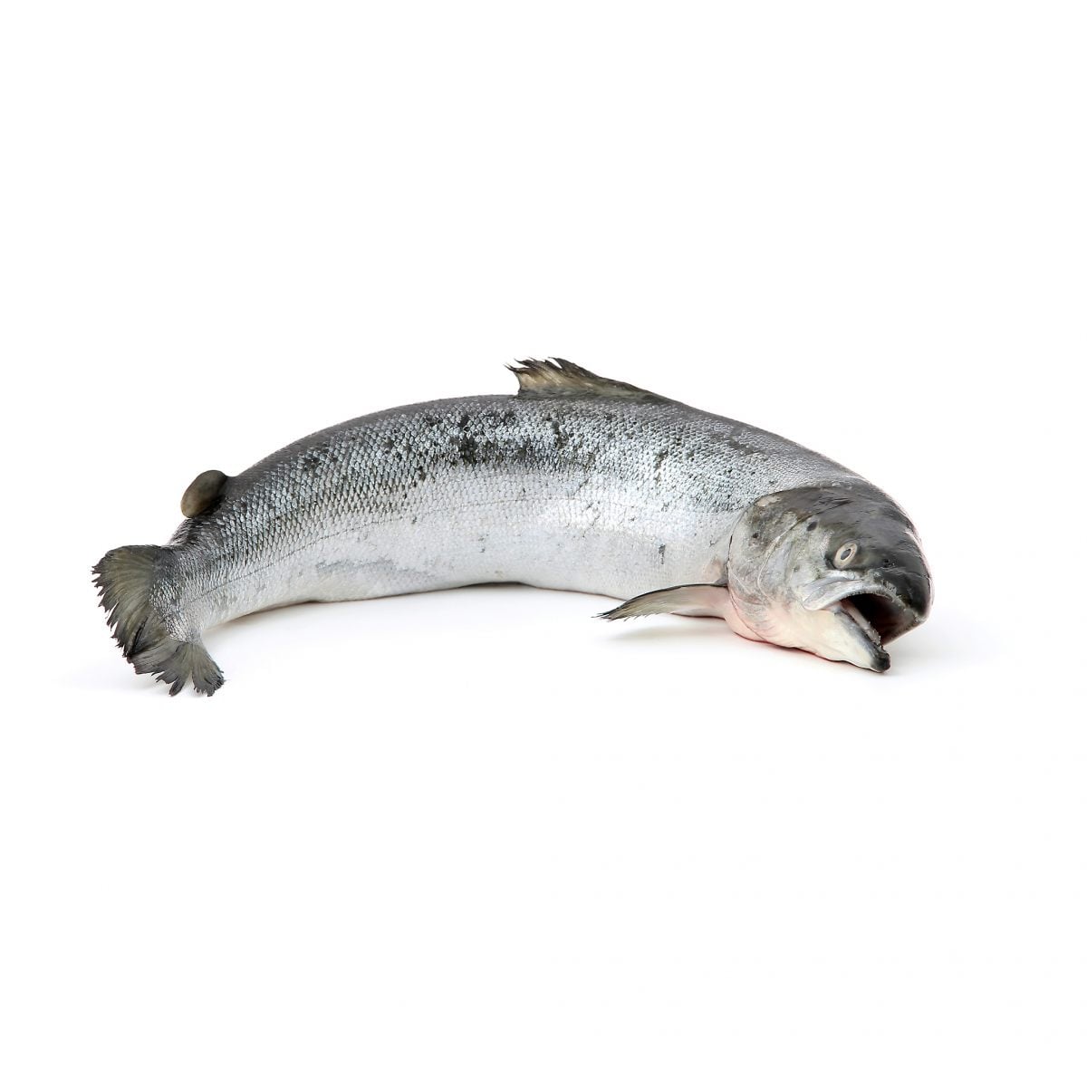 Saumon Poissons Et Fruits De Mer