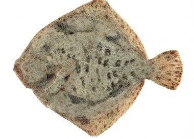 Turbot