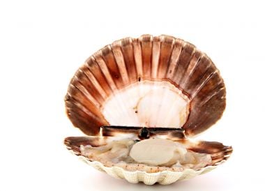 Coquille Saint-Jacques