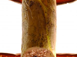 Foie gras de canard des landes confit par Alain Ducasse