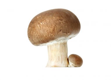 Champignon de Paris
