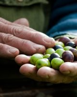 L’huile d’olive de Corse AOP : savoir-faire et tradition