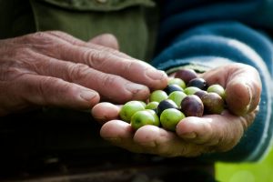L’huile d’olive de Corse AOP : savoir-faire et tradition