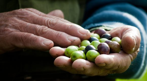 L’huile d’olive de Corse AOP : savoir-faire et tradition