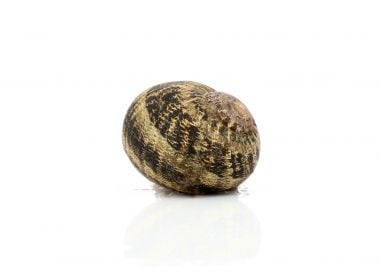 Escargot