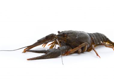 Ecrevisse à pattes rouges