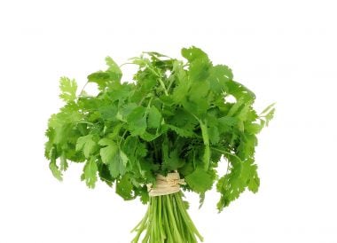 Coriandre