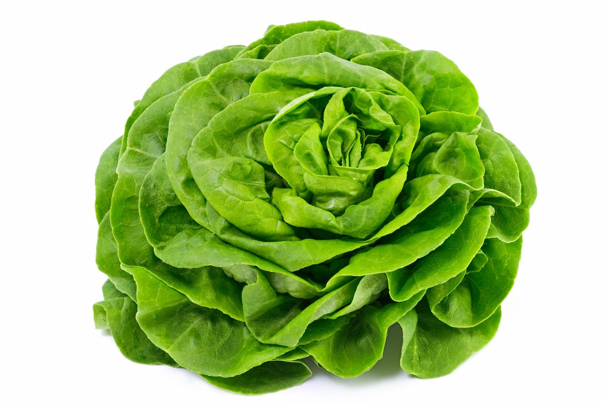Salade (légumes)