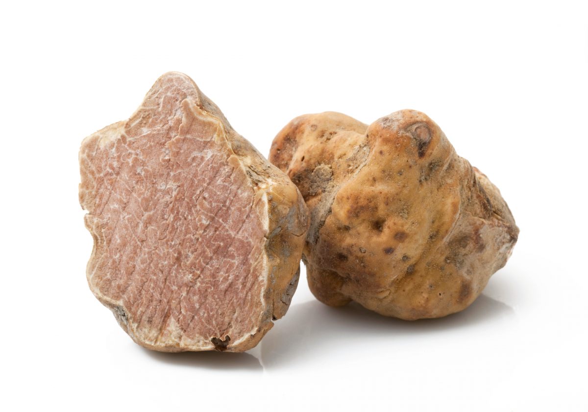 La truffe blanche du Piémont: Tuber magnatum