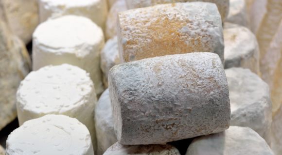 Le Charolais obtient enfin son AOP