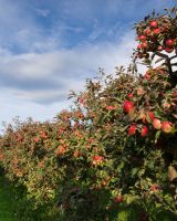 « Vergers ouverts » : week-end portes ouvertes chez les pomiculteurs