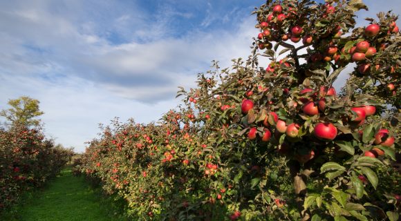 « Vergers ouverts » : week-end portes ouvertes chez les pomiculteurs