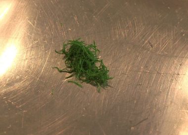 Ciseler de la coriandre