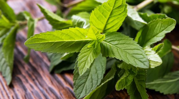Variations autour de la menthe