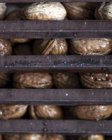 La noix de Grenoble : un fruit sec bien dans sa coque