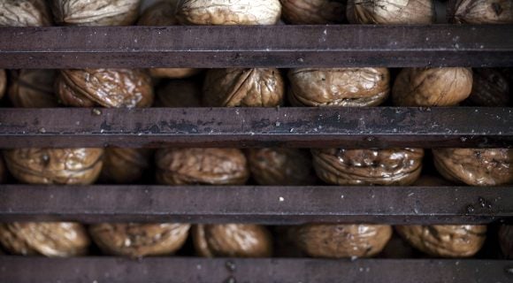 La noix de Grenoble : un fruit sec bien dans sa coque