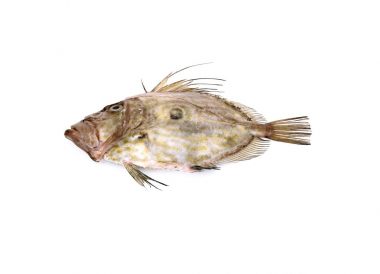 Lever les filets d’un Saint-Pierre