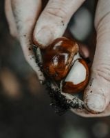 Châtaignes : les meilleures recettes de chefs