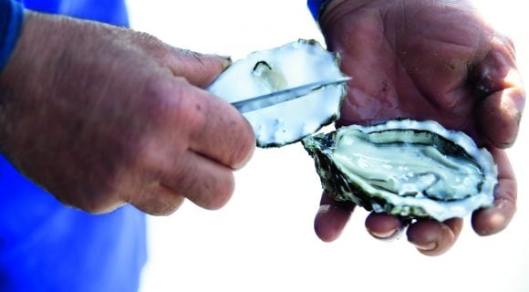 Comment bien choisir ses huîtres et comment les déguster ?