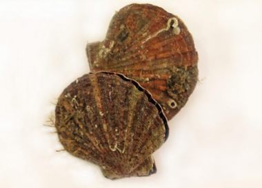 Décoquiller et nettoyer une Saint-Jacques