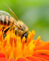 Abeilles : du miel et des problèmes