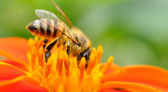 Abeilles : du miel et des problèmes