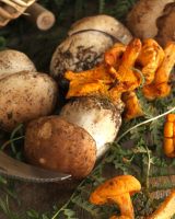 Champignons : 20 trucs et astuces pour bien les choisir