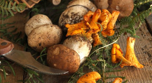 Champignons : 20 trucs et astuces pour bien les choisir