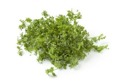 Mouron blanc (Mouron des oiseaux)