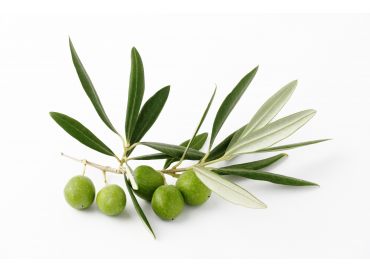 Olive picholine