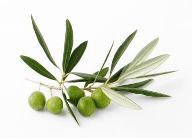 Olive picholine
