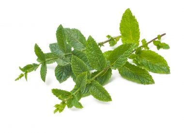 Menthe poivrée