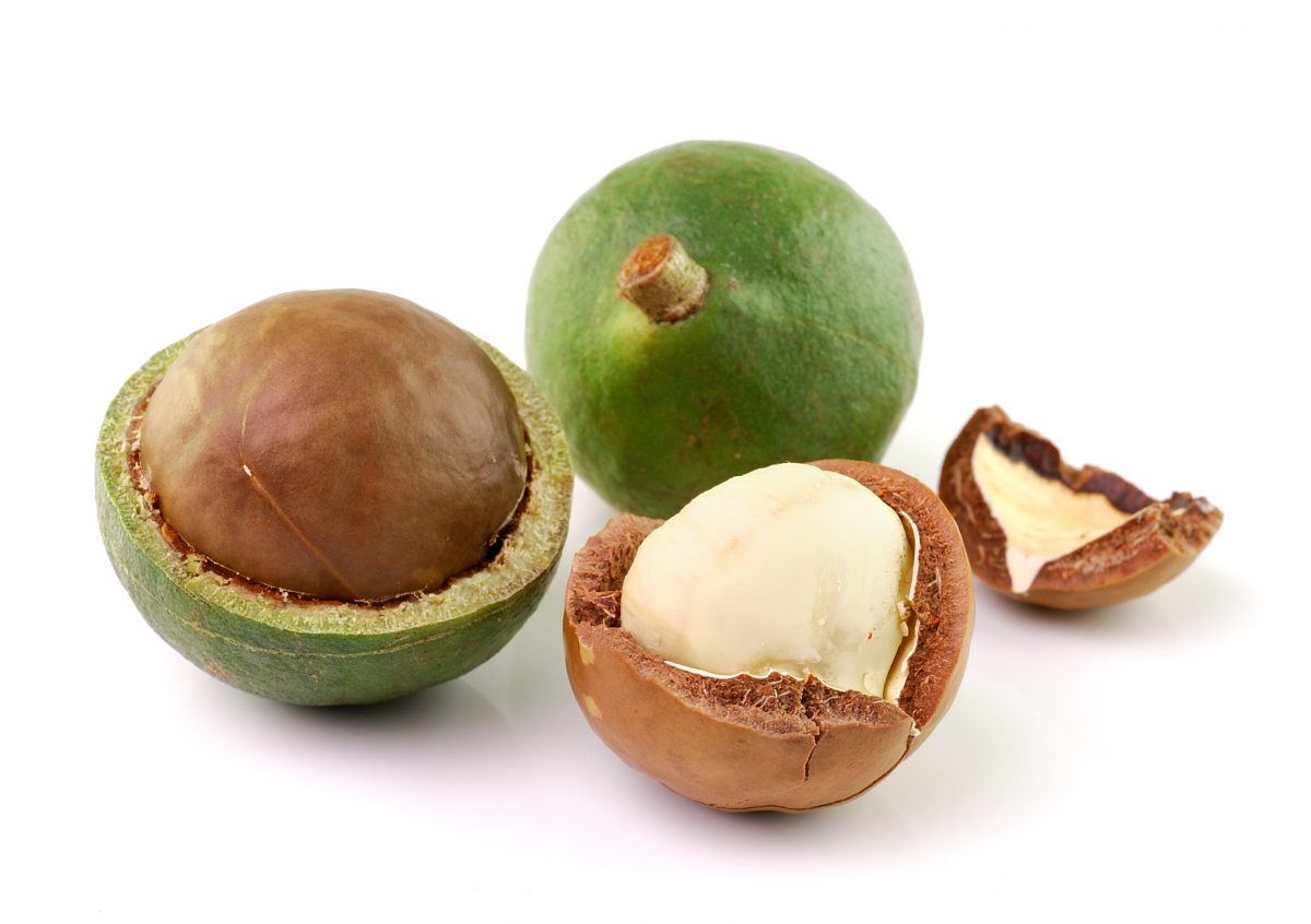 Noix de macadamia (pâtes, riz, graines, céréales et pains) Académie