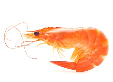 Crevettes roses