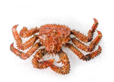 King crab