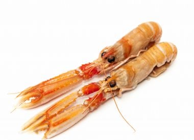 Langoustine