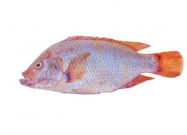 Tilapia du Nil