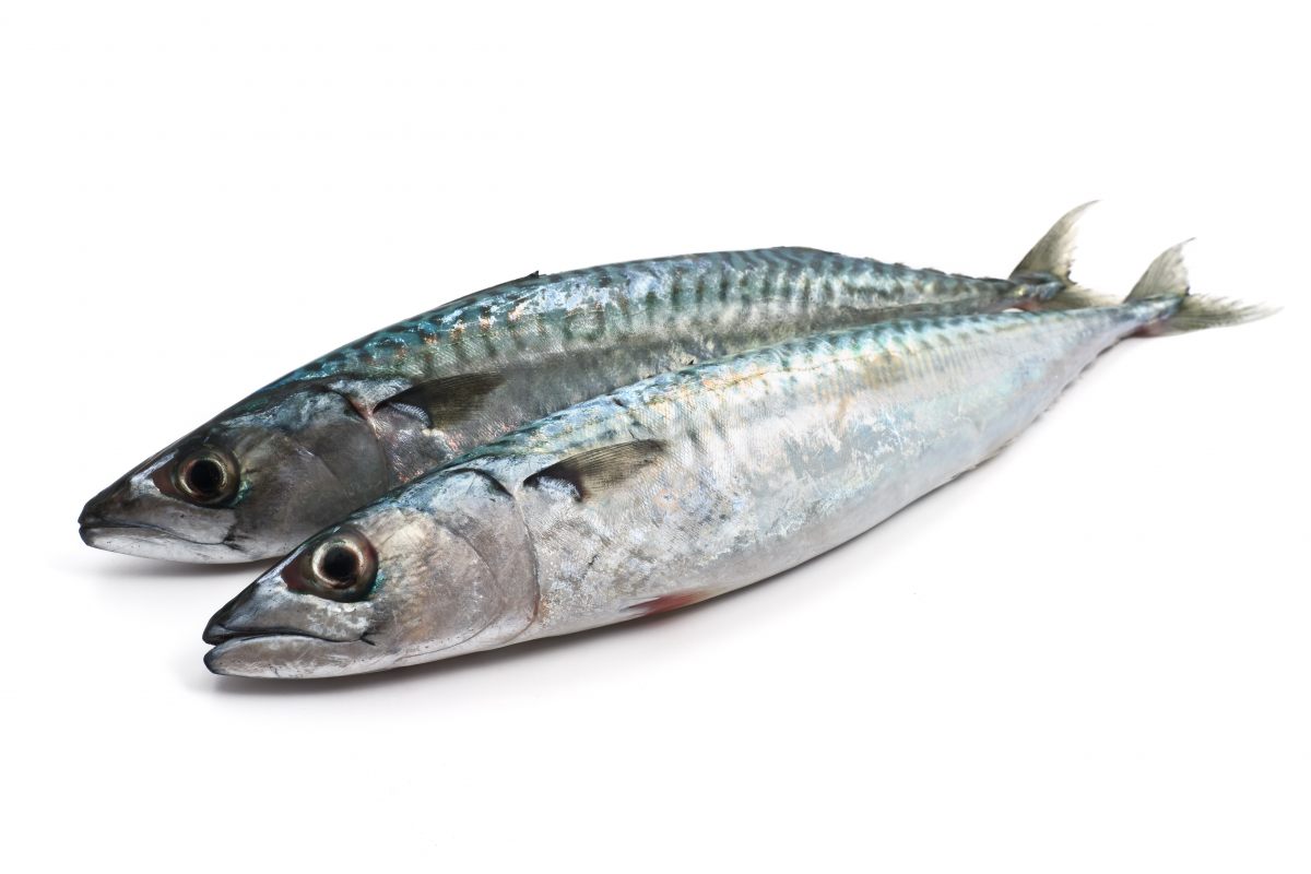 Sardine (poissons et fruits de mer)
