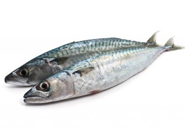 Sardine