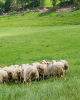 « Il faut prendre le temps de cuisiner l’agneau de lait, c’est une viande délicate »