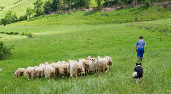 « Il faut prendre le temps de cuisiner l’agneau de lait, c’est une viande délicate »