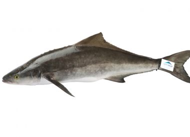 Cobia