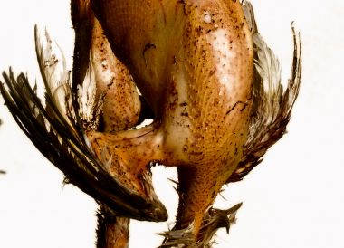 Flamber (une volaille)