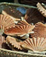 Variations autour de la Saint-Jacques