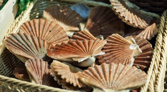 Variations autour de la Saint-Jacques