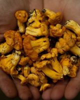 Variations autour des girolles