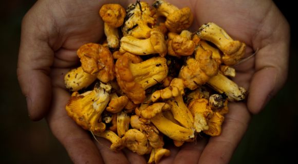 Variations autour des girolles