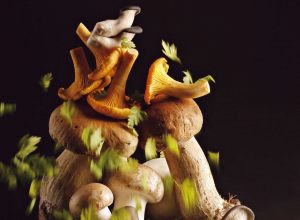 Recette de velouté de champignons par Joël Robuchon