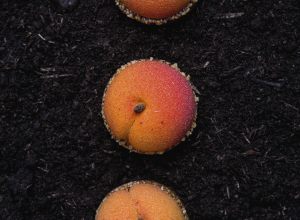 Tartelettes abricot